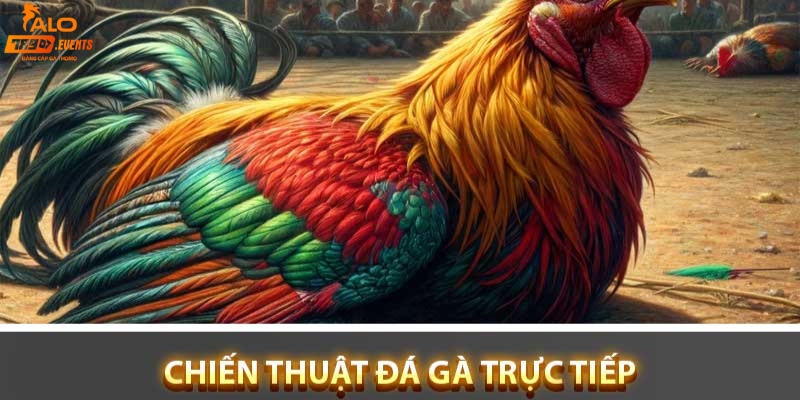 Kinh nghiệm tham gia đá gà trực tiếp Alo789