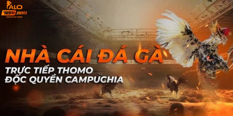 Alo789 đá gà thomo trực tiếp