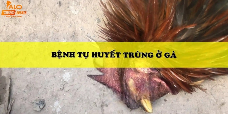 Bệnh tụ huyết trùng ở gà