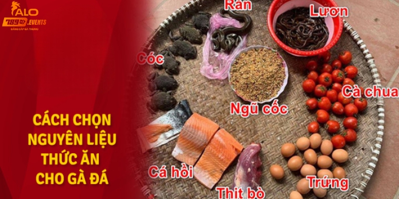 Cách chọn thức ăn dinh dưỡng cho gà đá