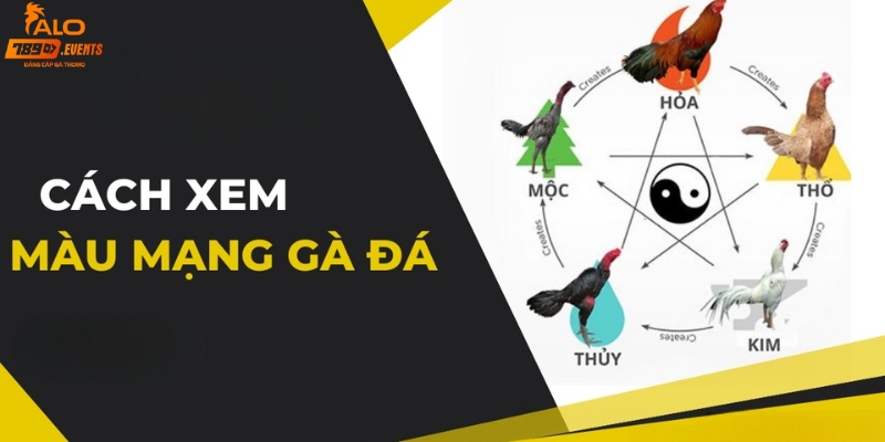 Hướng dẫn cách xem màu mạng gà đá chi tiết nhất