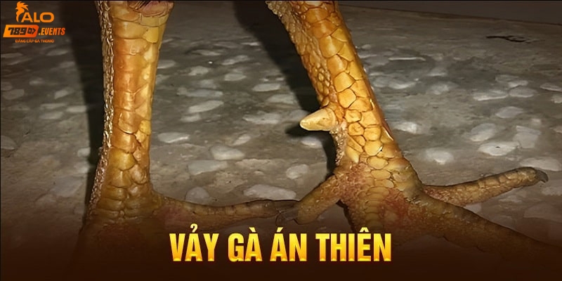 Cách xem vảy gà án thiên