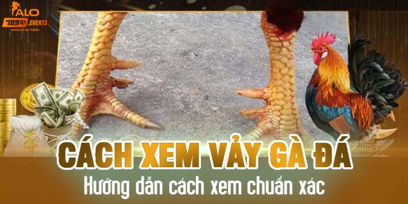 Cách xem vảy gà