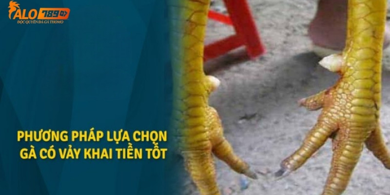 Cách nhận biết vảy gà Khai Tiền tốt