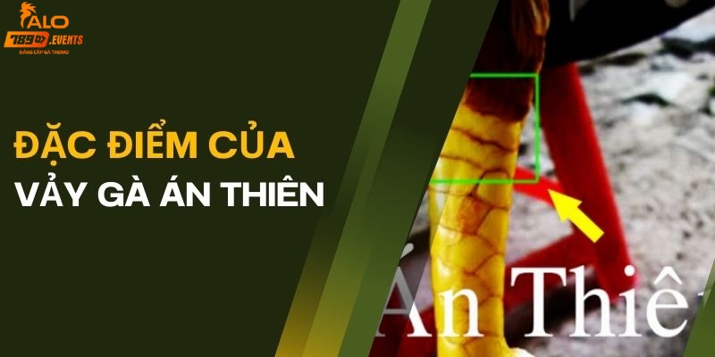 Điểm mạnh của vảy gà Án Thiên