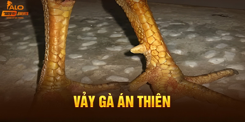 Vảy gà Án Thiên